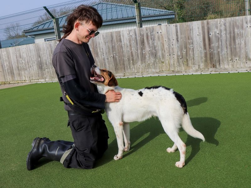 Border Collie Dogs And Puppies For Adoption