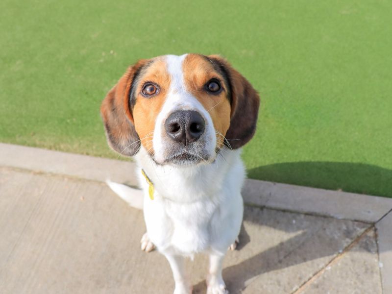 Idris | Foxhound Cross | Evesham (Worcestershire) - 1