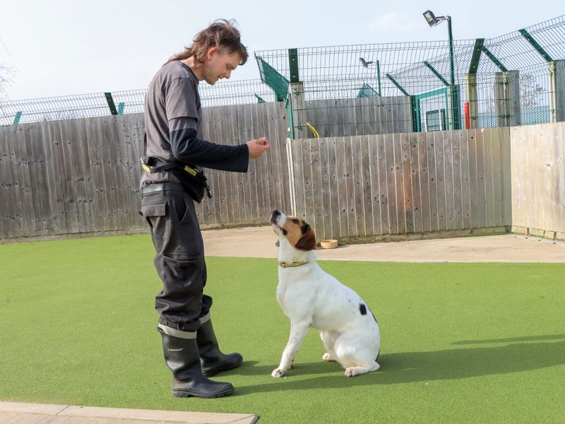 Idris - Image 4 of 4