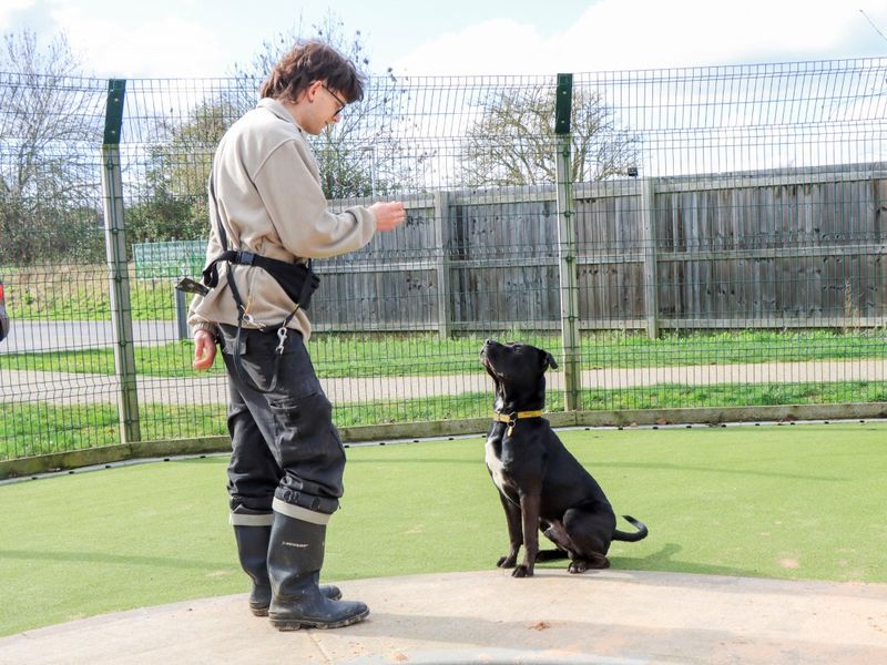 Staffordshire Bull Terrier Dogs And Puppies For Adoption