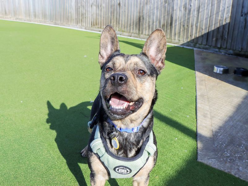 Indigo - Image 2 of 5