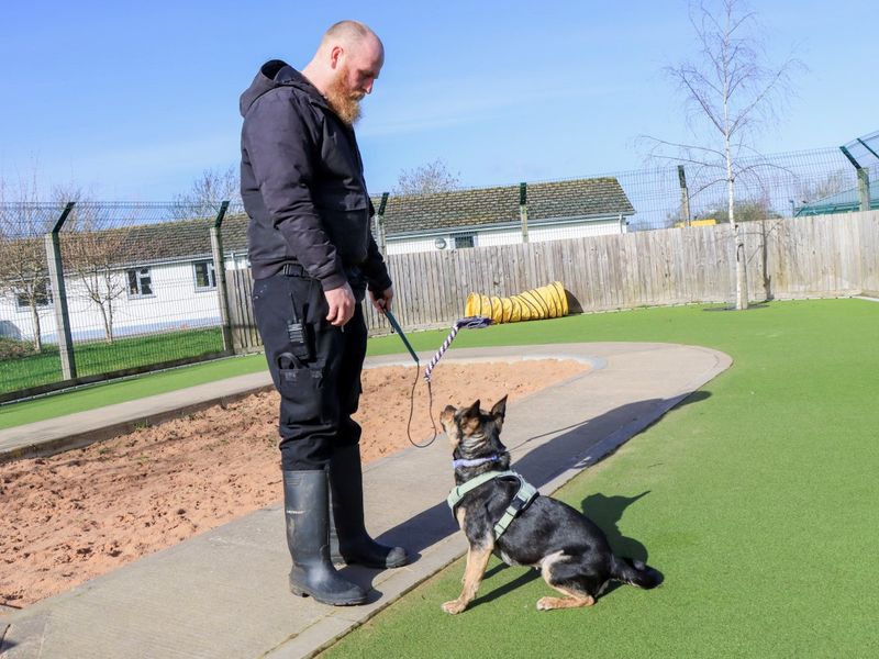 Indigo - Image 5 of 5