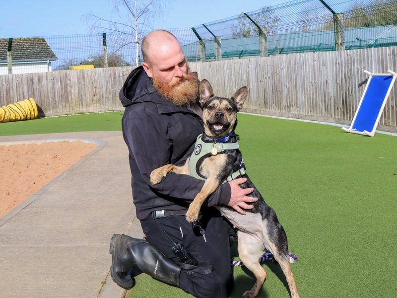 Staffordshire Bull Terrier Dogs And Puppies For Adoption