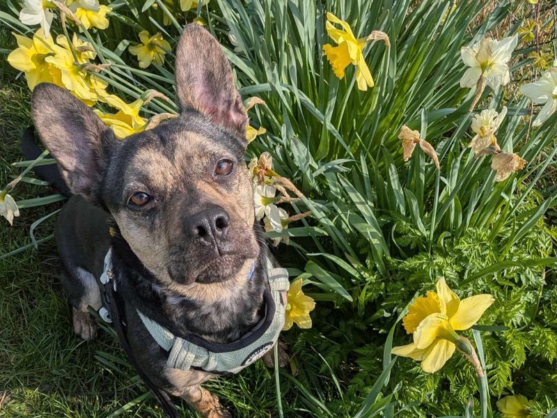 Indigo, a 4 years old female French Bulldog available for adoption from Dogs Trust in Evesham, West Midlands