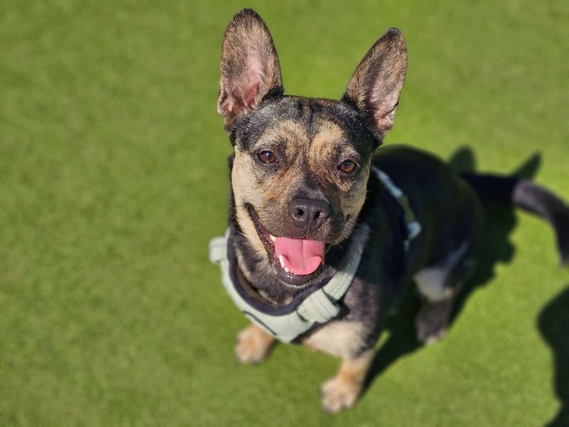 Indigo | French Bulldog Cross | Evesham (Worcestershire) - 6