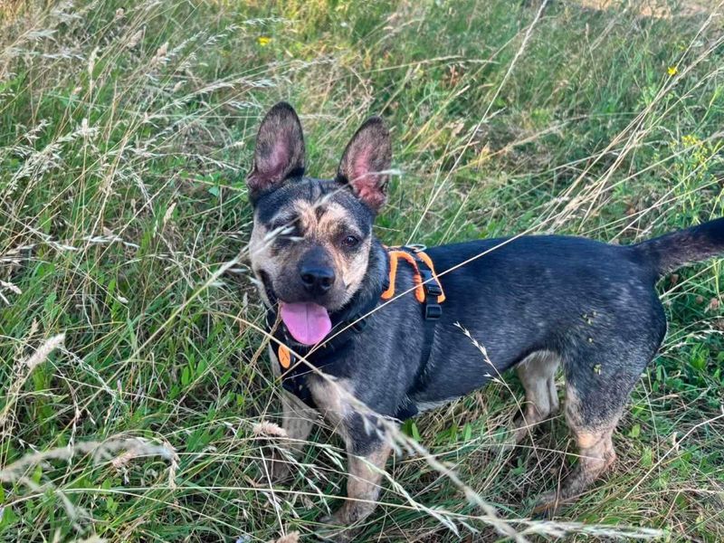 Indigo | French Bulldog Cross | Evesham (Worcestershire) - 4