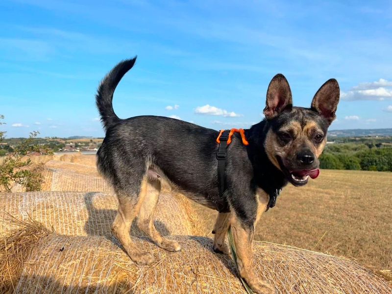 Indigo | French Bulldog Cross | Evesham (Worcestershire) - 11
