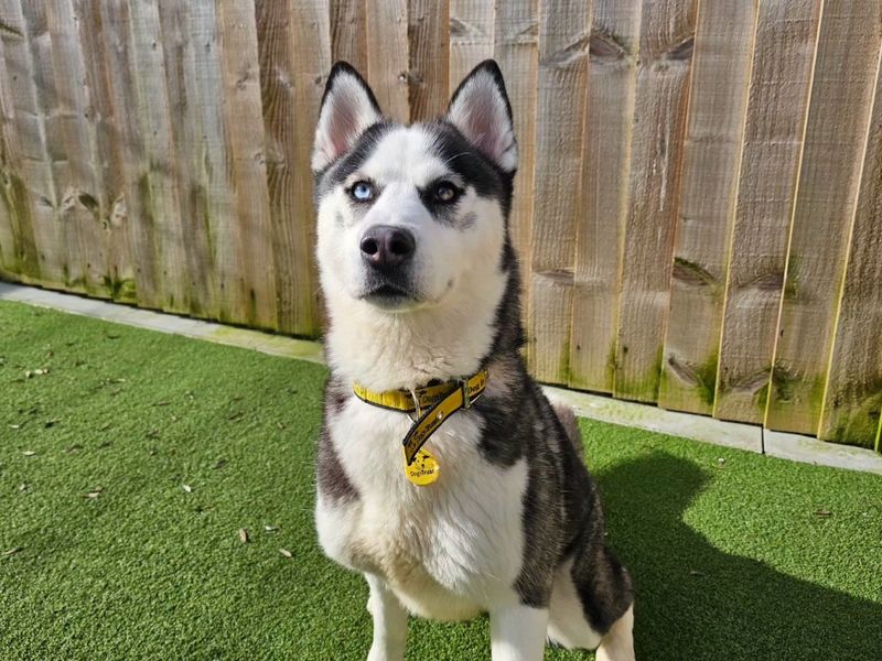 Siberian Husky for adoption in Evesham, Worcestershire – 1 year old