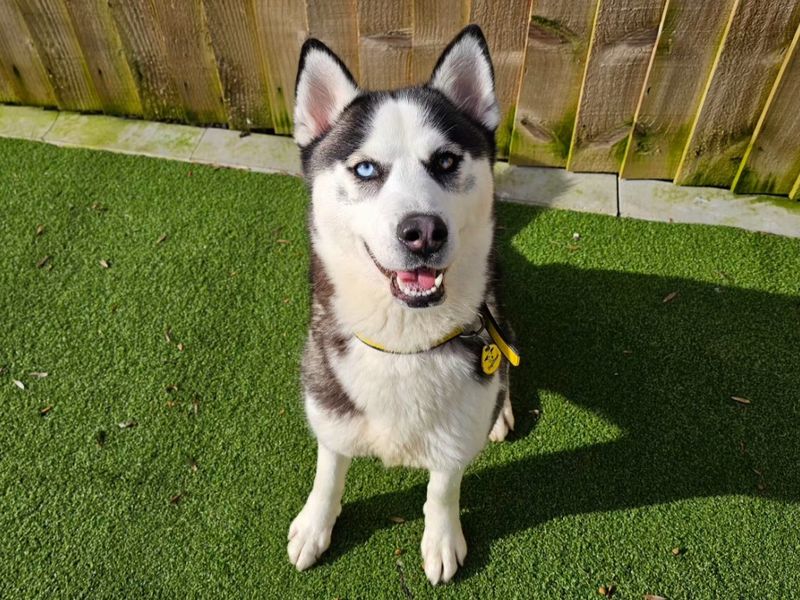 Freya - Image 4 of 4