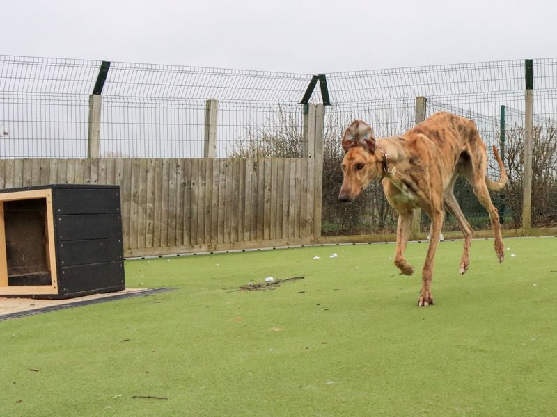 Greyhound Dogs And Puppies For Adoption