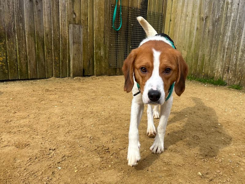 undefined | Foxhound Cross | undefined - 4