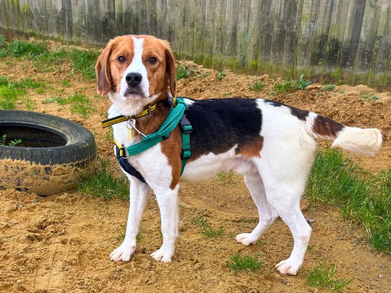 undefined | Foxhound Cross | undefined - 2