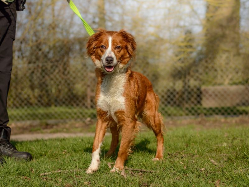 Border Collie Dogs And Puppies For Adoption