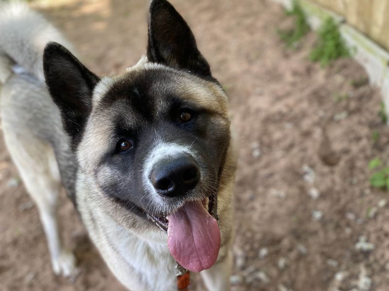 undefined | American Akita | undefined - 1