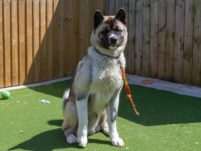 undefined | American Akita | undefined - 2