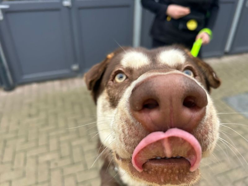 Dozer | Shar Pei Cross | Cardiff - 1