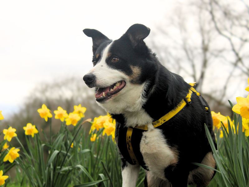 Daisy - Image 3 of 4