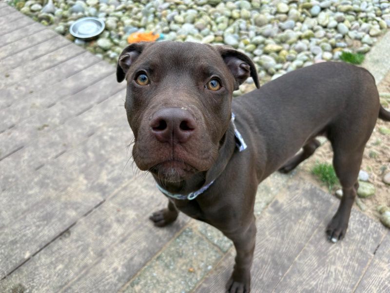 Brady - Image 3 of 5