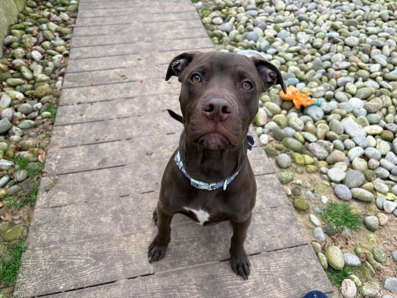 Brady - Image 2 of 5