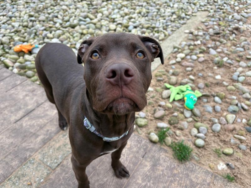 Brady | Terrier (Staffordshire Bull) Cross | Cardiff - 1