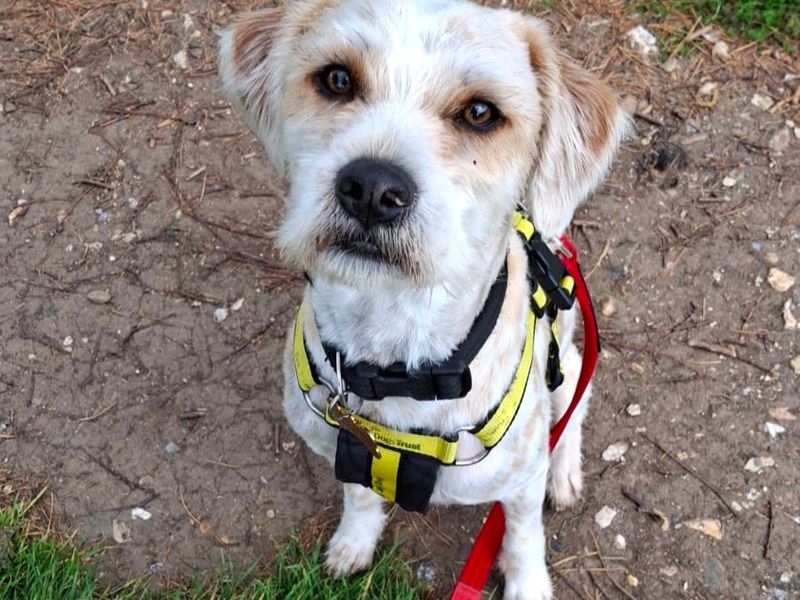 Loki | Crossbreed | Shoreham (Sussex) - 1