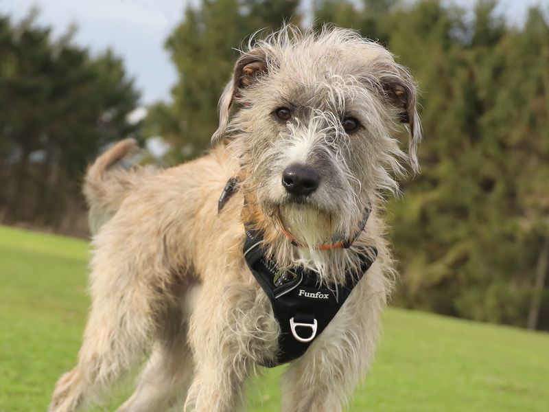 Noodles, a 4 years old male Lurcher available for adoption from Dogs Trust in Leeds, West Yorkshire