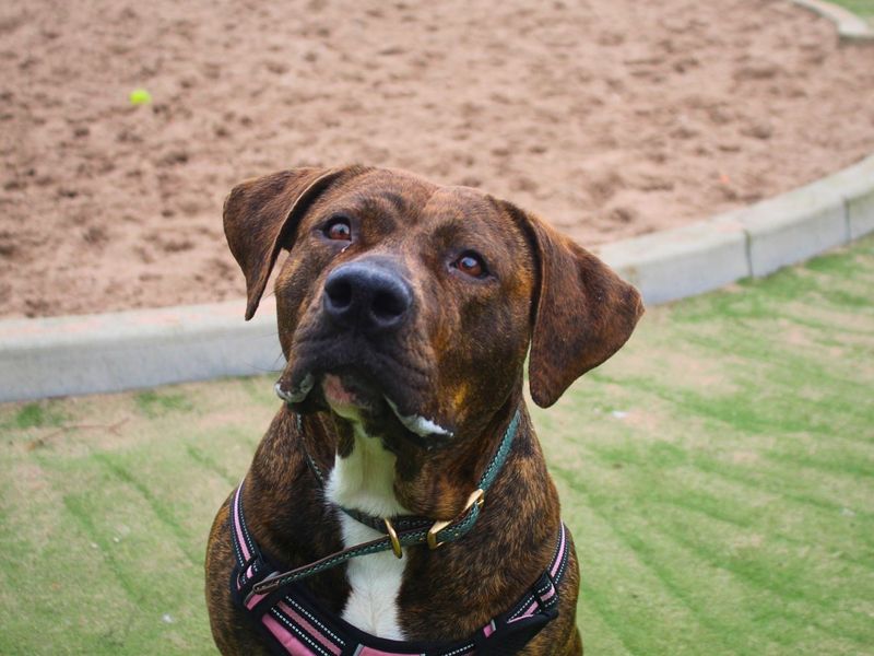 Callie - Image 4 of 7