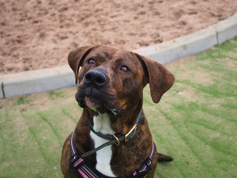 Callie - Image 6 of 7