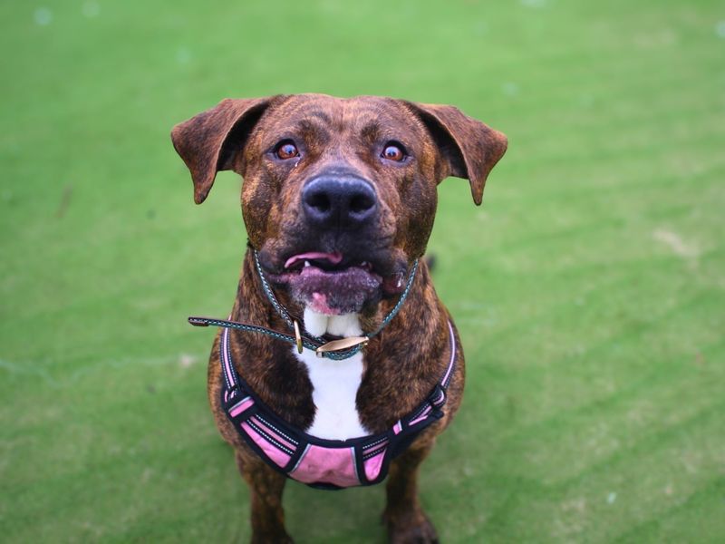 Callie - Image 7 of 7