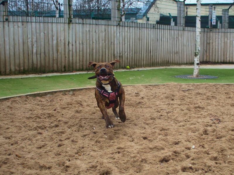 Mastiff Dogs And Puppies For Adoption