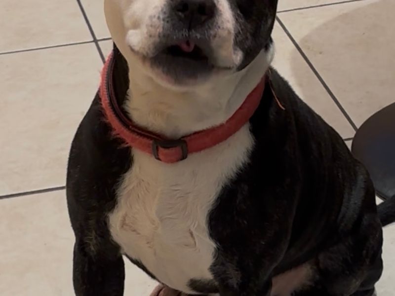 Gizmo | Terrier (Staffordshire Bull) | Salisbury (Wiltshire) - 1