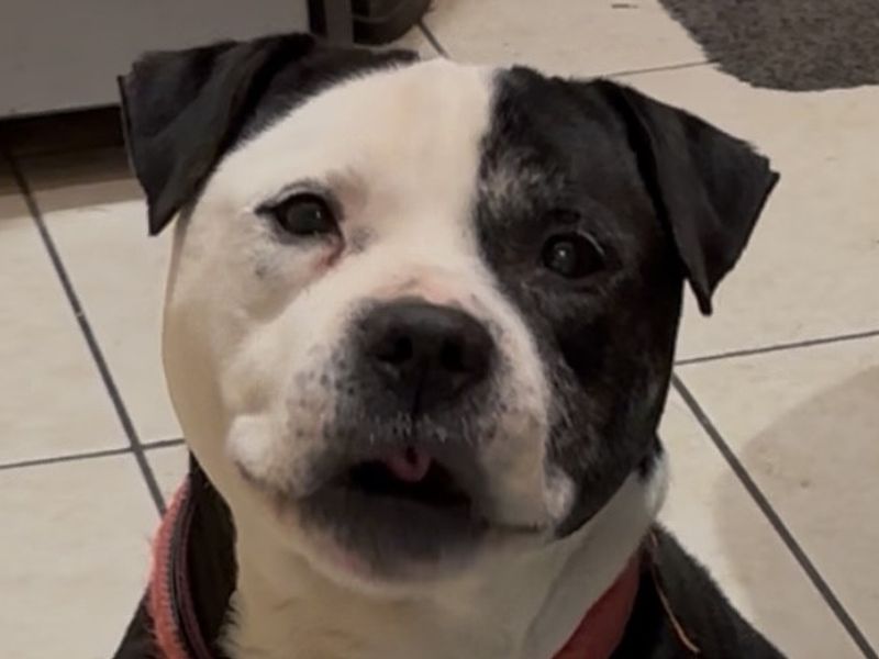 Gizmo, a 8 years old male Terrier available for adoption from Dogs Trust in Wiltshire