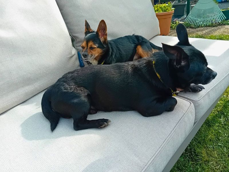 Bear, a 8 years old male Chihuahua available for adoption from Dogs Trust in Wiltshire