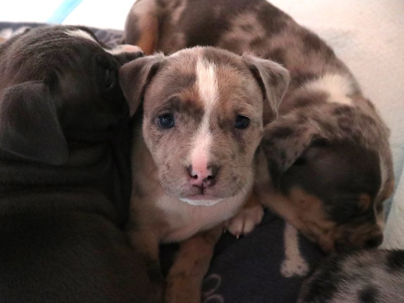 Staffordshire Bull Terrier for adoption in Uxbridge, London – 6 weeks old