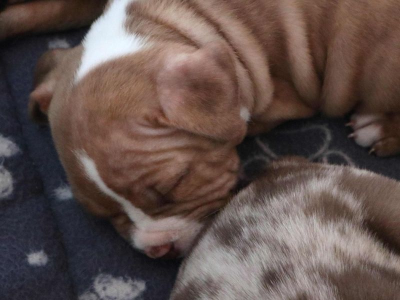 Grace, a Unknown old female Staffordshire Bull Terrier available for adoption from Dogs Trust in Harefield, Greater London