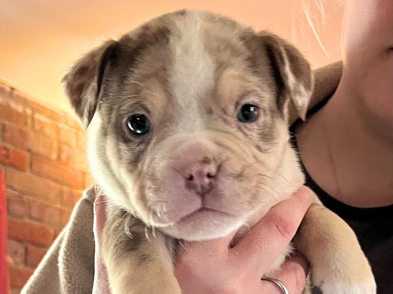 Staffordshire Bull Terrier for adoption in Uxbridge, London – 6 weeks old