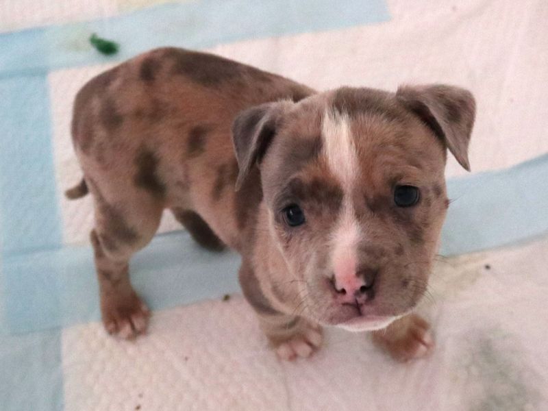 Staffordshire Bull Terrier for adoption in Uxbridge, London – 7 weeks old