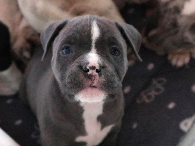 Staffordshire Bull Terrier for adoption in Uxbridge, London – 6 weeks old