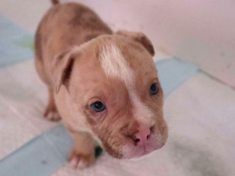 Staffordshire Bull Terrier Dogs And Puppies For Adoption