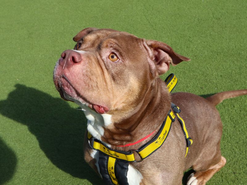 Mali | Terrier (Staffordshire Bull) Cross | Harefield West London - 1