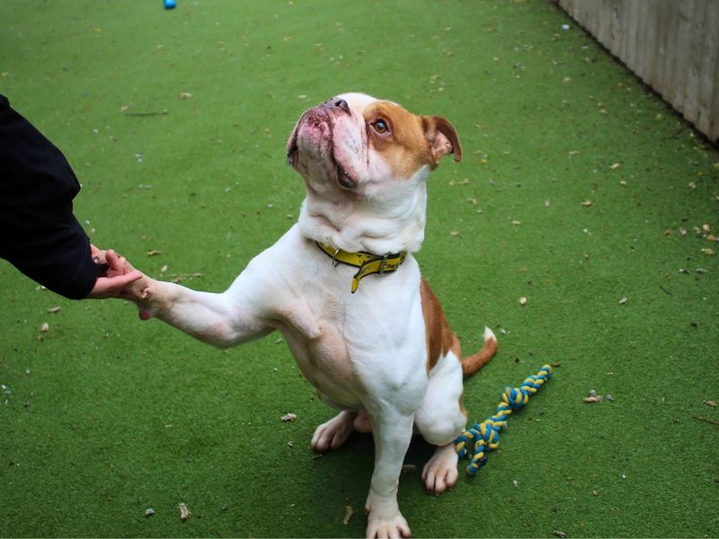 English Bulldog Dogs And Puppies For Adoption