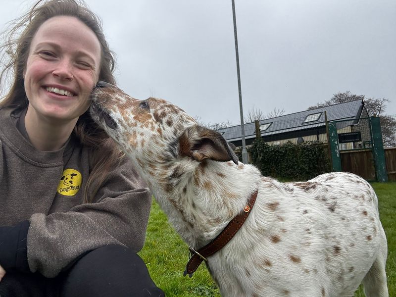 Aussie, a 4 years old male Australian Cattle Dog available for adoption from Dogs Trust in Wales