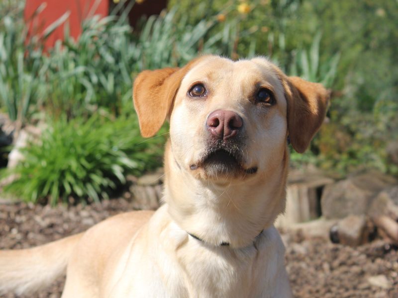 Penny | Retriever (Labrador) | Merseyside (Liverpool) - 1