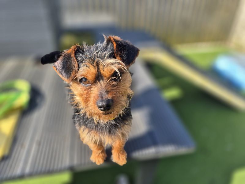 Moira - Image 2 of 6