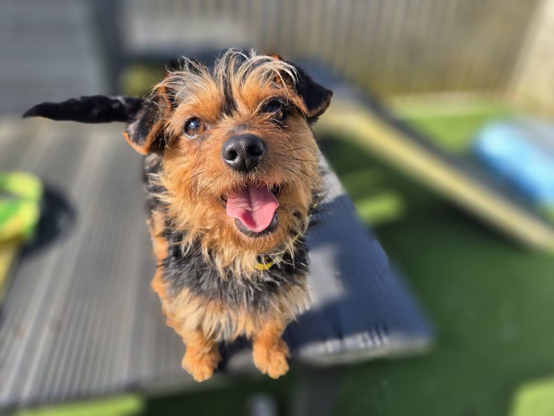 Moira - Image 6 of 6