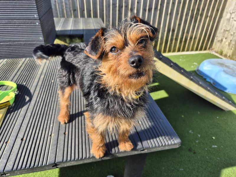 Jack Russell Terrier Dogs And Puppies For Adoption