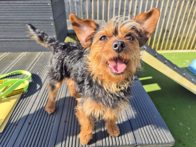 Moira - Image 5 of 6