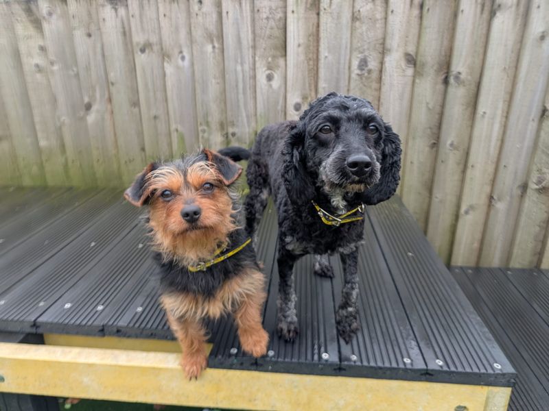 Moira - Image 3 of 6