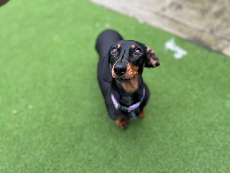 Dachshund Dogs And Puppies For Adoption