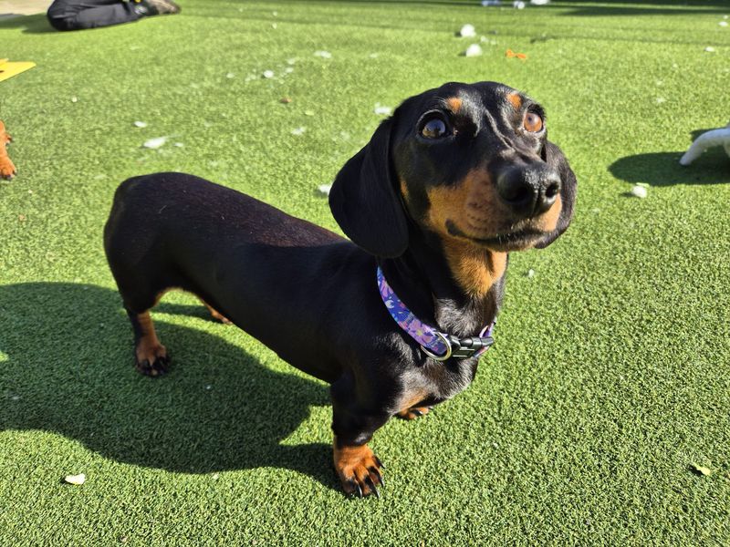 Shauna - Image 3 of 5